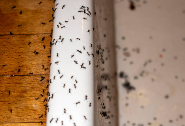 Trusted Westport, NC Pest Control Experts
