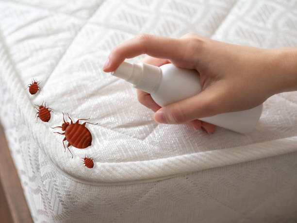 Professional Pest Control in Westport, NC
