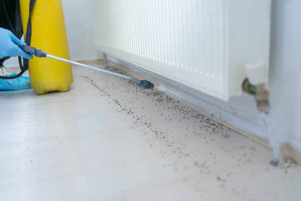 Best Rat Extermination Near Me  in Westport, NC